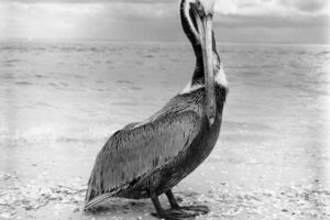 Cheeky Pelican