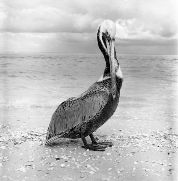 Cheeky Pelican