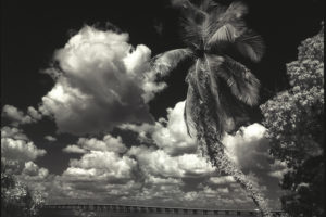 Old Causeway with Palm