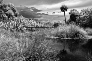 Gator Hole