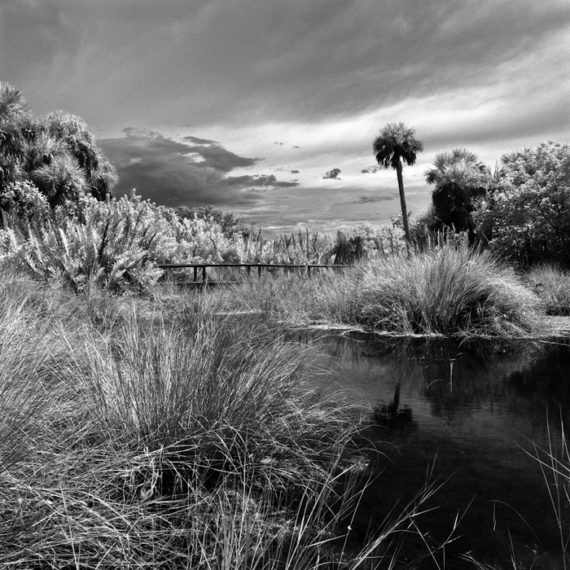 Gator Hole