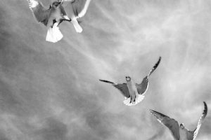 Birds in Flight