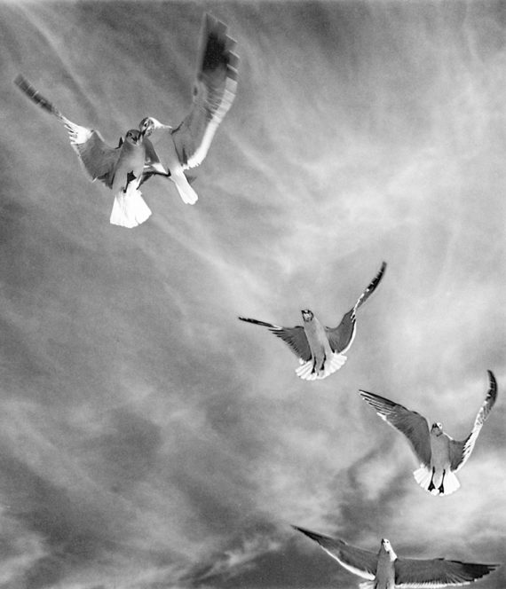 Birds in Flight