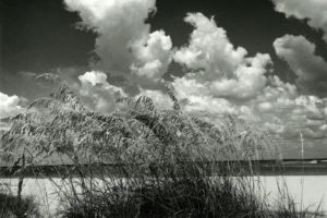 Sea Oats