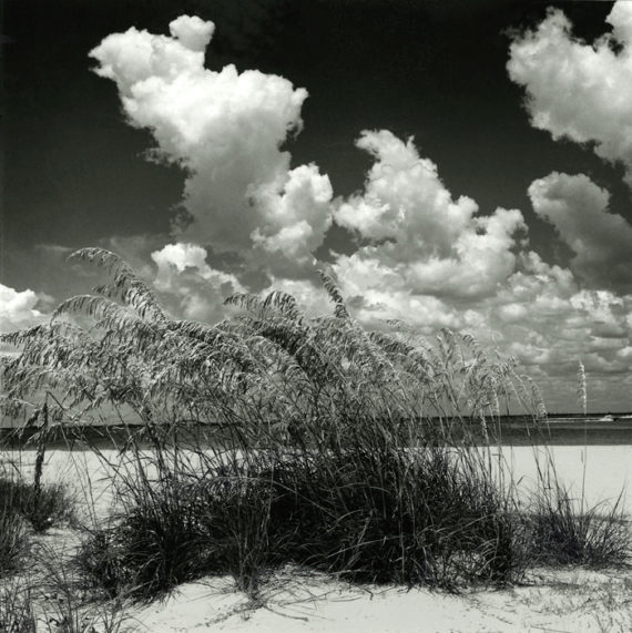 Sea Oats