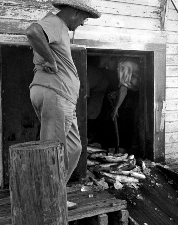 Loading Fish