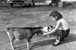 Furry Friends