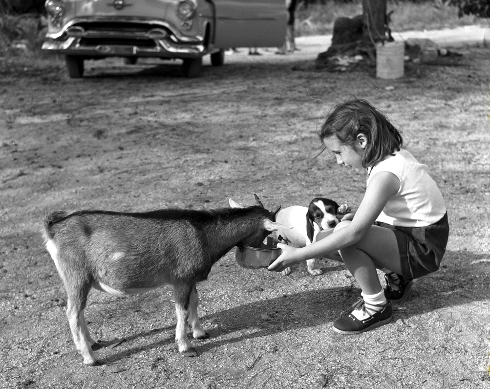 Furry Friends
