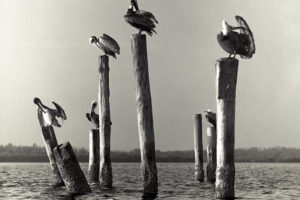 Pelicans on Pillings