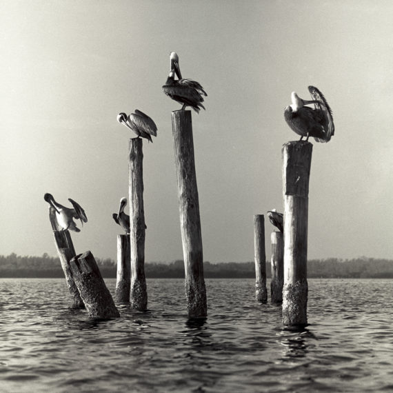 Pelicans on Pillings