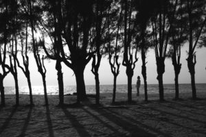 Stained Glass Trees, Captiva