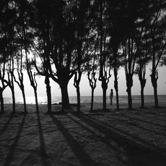 Stained Glass Trees, Captiva